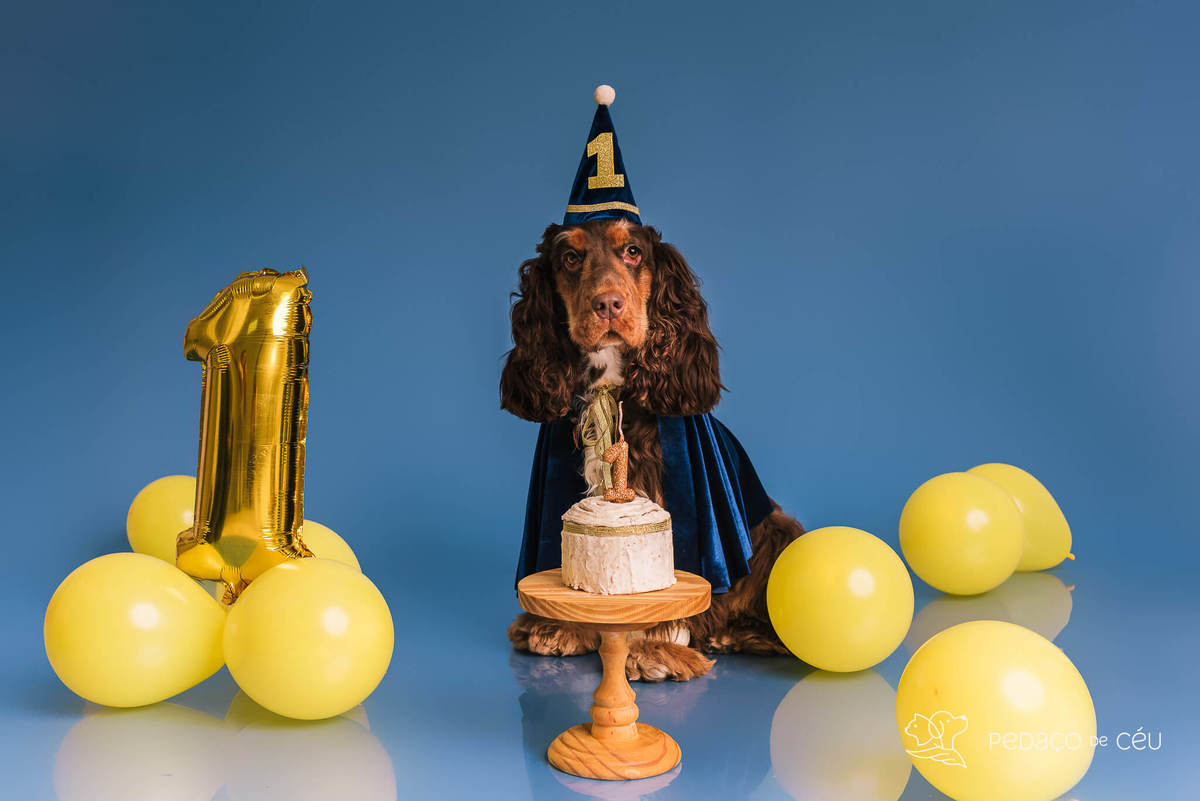 Ensaio de aniversario pet - foto Cocker spaniel