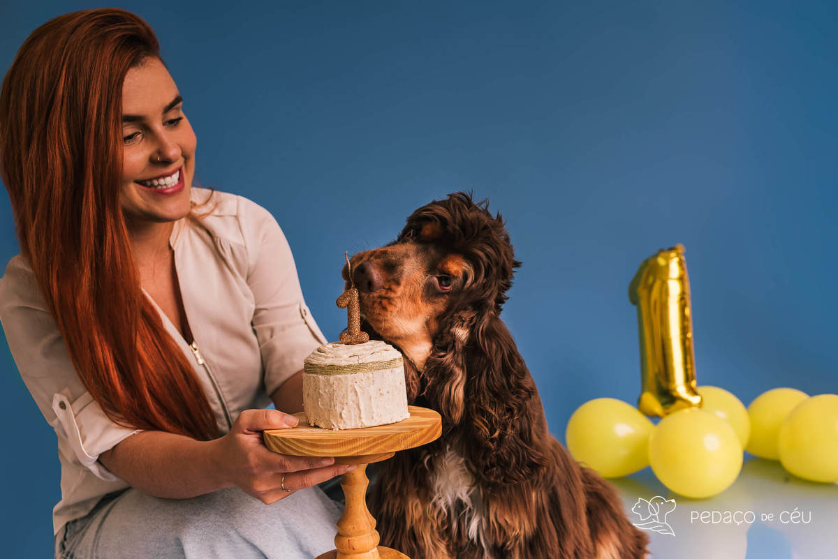 Ensaio de aniversario pet - foto Cocker spaniel