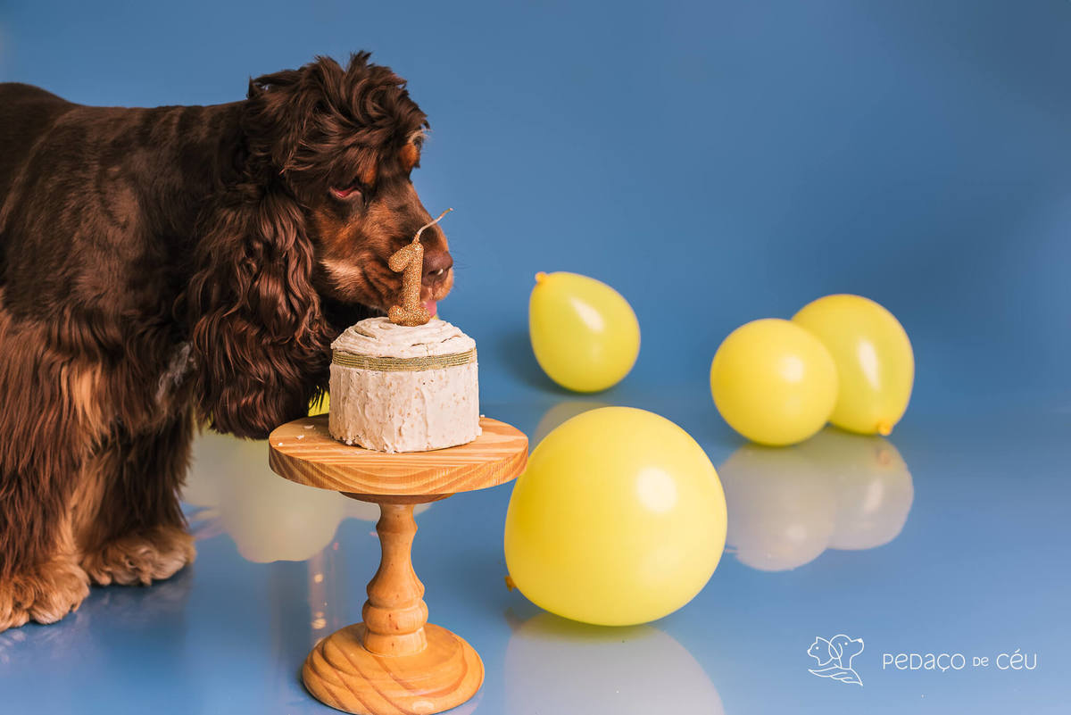 Ensaio de aniversario pet - foto Cocker spaniel