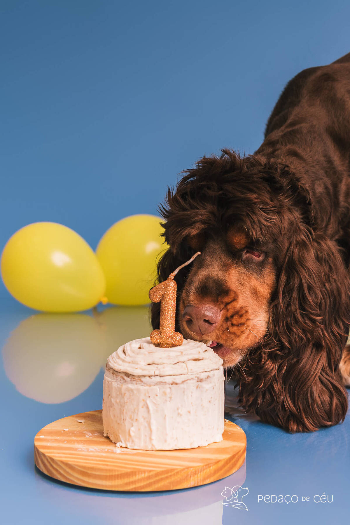 Ensaio de aniversario pet - foto Cocker spaniel