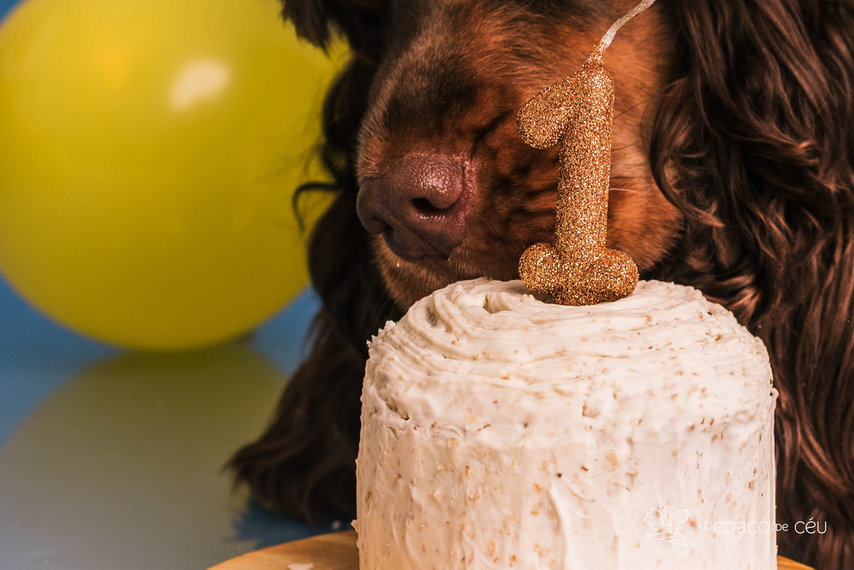 Ensaio de aniversario pet - foto Cocker spaniel