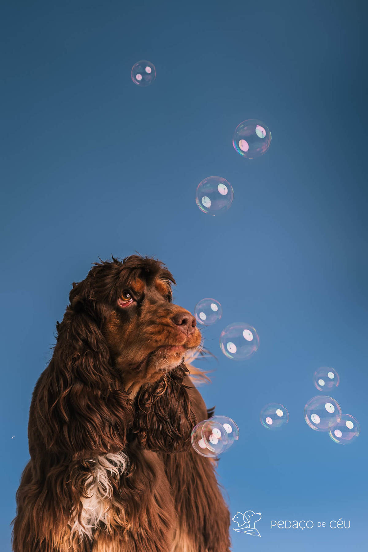 Ensaio de aniversario pet - foto Cocker spaniel