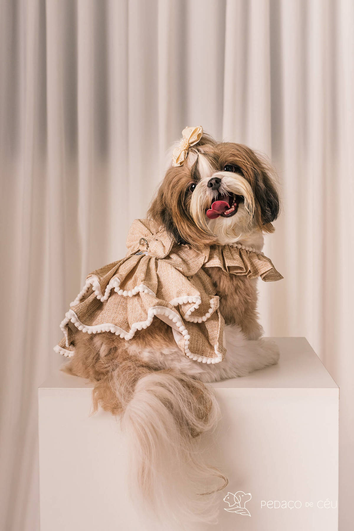 ensaio fotográfico pet no cenário Atemporal da Pedaço de Céu, Rio de Janeiro