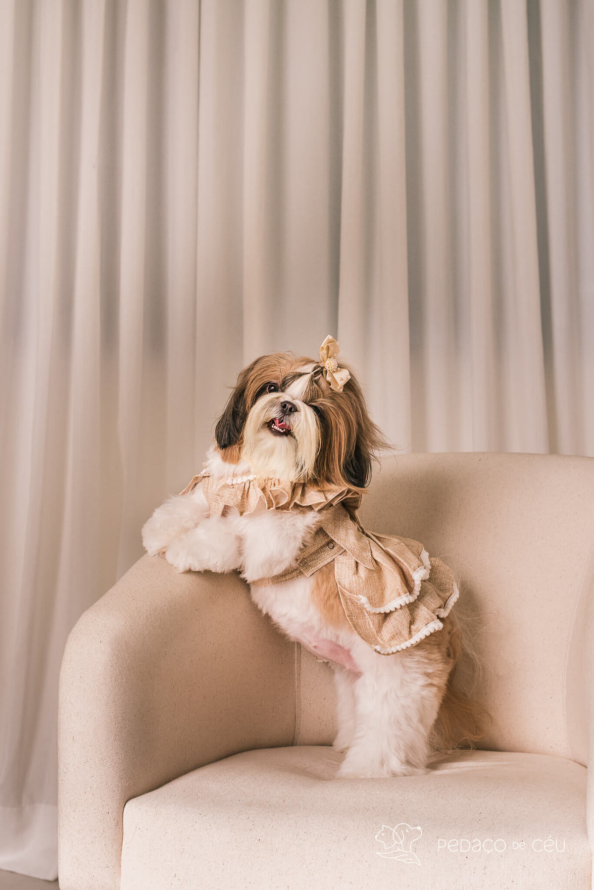 ensaio fotográfico pet no cenário Atemporal da Pedaço de Céu, Rio de Janeiro