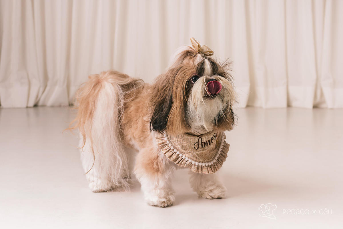 ensaio fotográfico pet no cenário Atemporal da Pedaço de Céu, Rio de Janeiro
