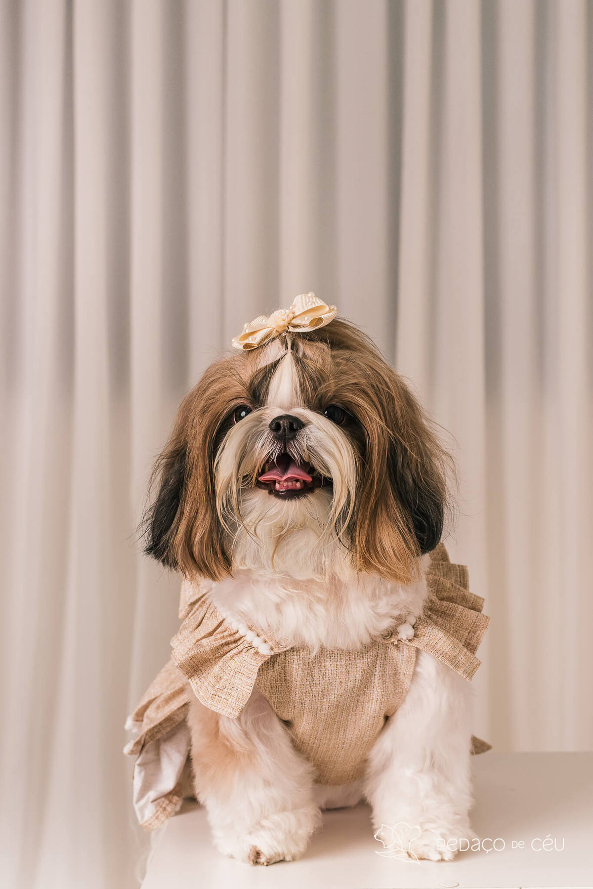 ensaio fotográfico pet no cenário Atemporal da Pedaço de Céu, Rio de Janeiro