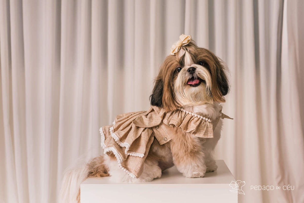 ensaio fotográfico pet no cenário Atemporal da Pedaço de Céu, Rio de Janeiro