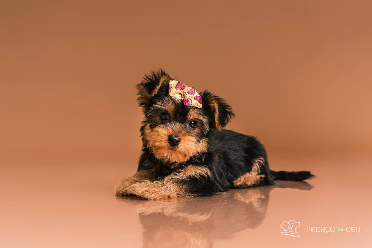 Foto de yorkshire filhote em ensaio fotográfico para pets no Rio de Janeiro