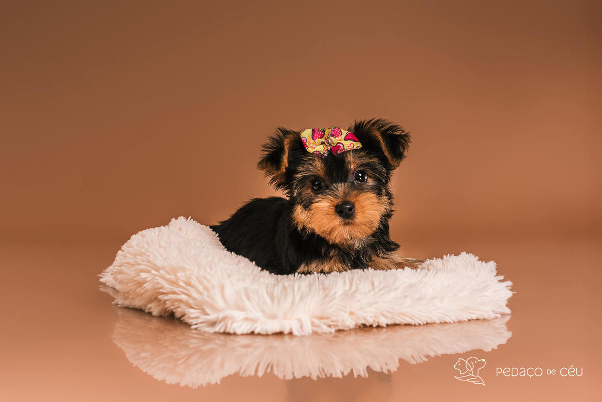 Foto de yorkshire filhote em ensaio fotográfico para pets no Rio de Janeiro