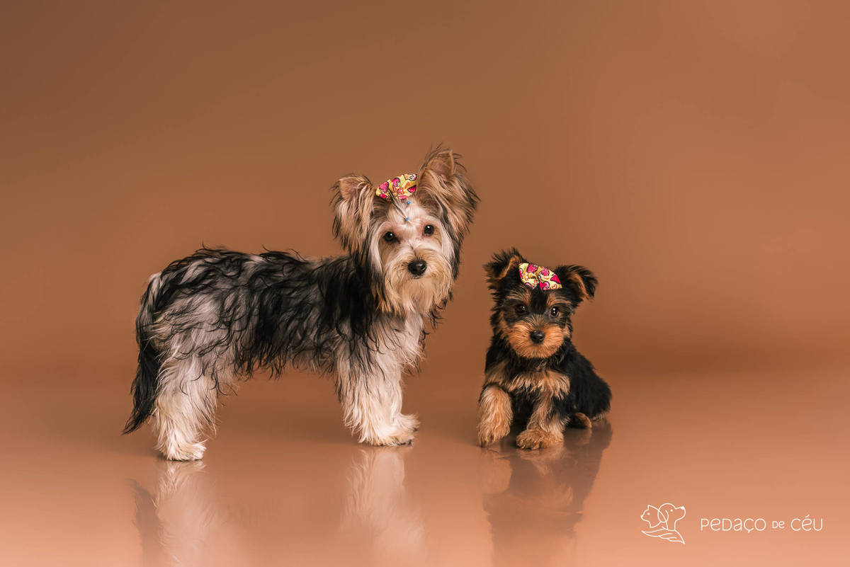 Foto de yorkshire filhote em ensaio fotográfico para pets no Rio de Janeiro