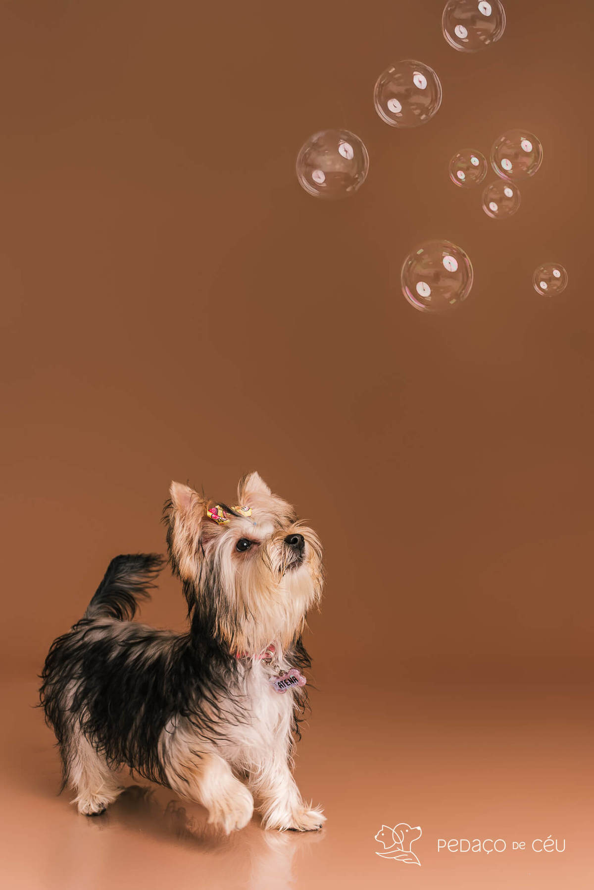 Foto de yorkshire filhote em ensaio fotográfico para pets no Rio de Janeiro