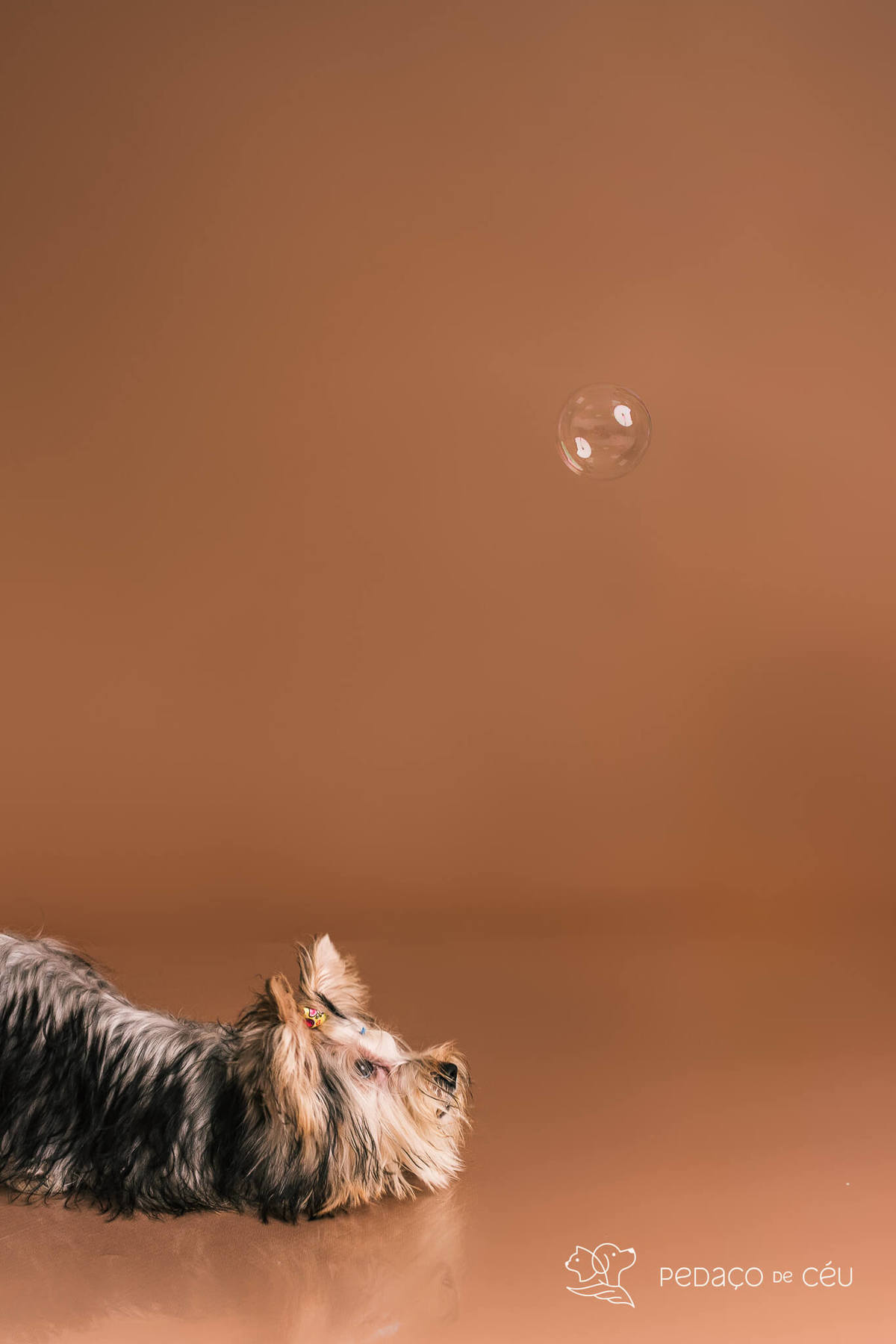 Foto de yorkshire filhote em ensaio fotográfico para pets no Rio de Janeiro