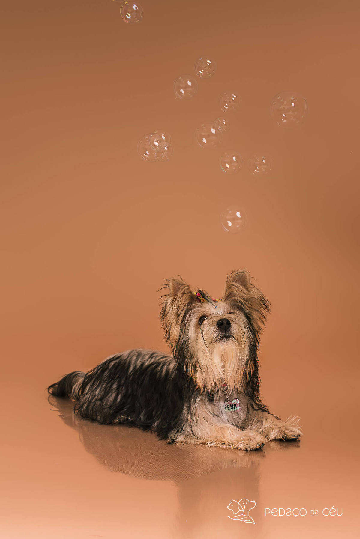 Foto de yorkshire filhote em ensaio fotográfico para pets no Rio de Janeiro