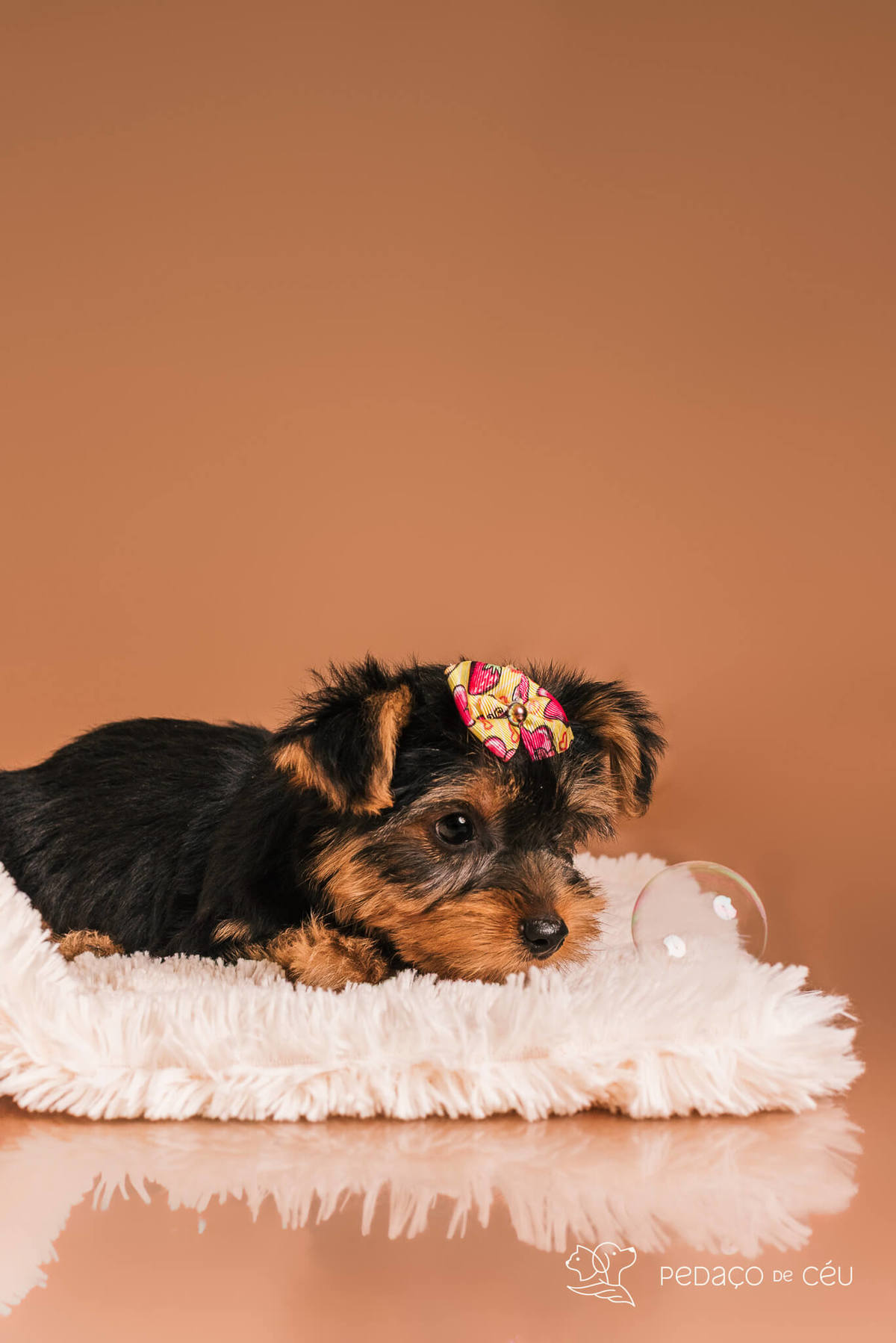 Foto de yorkshire filhote em ensaio fotográfico para pets no Rio de Janeiro