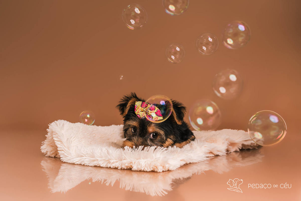 Foto de yorkshire filhote em ensaio fotográfico para pets no Rio de Janeiro