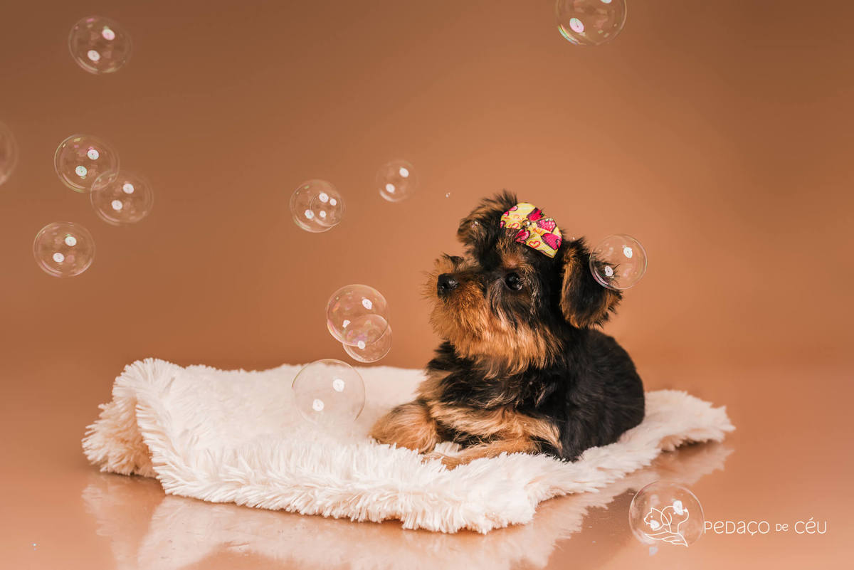 Foto de yorkshire filhote em ensaio fotográfico para pets no Rio de Janeiro