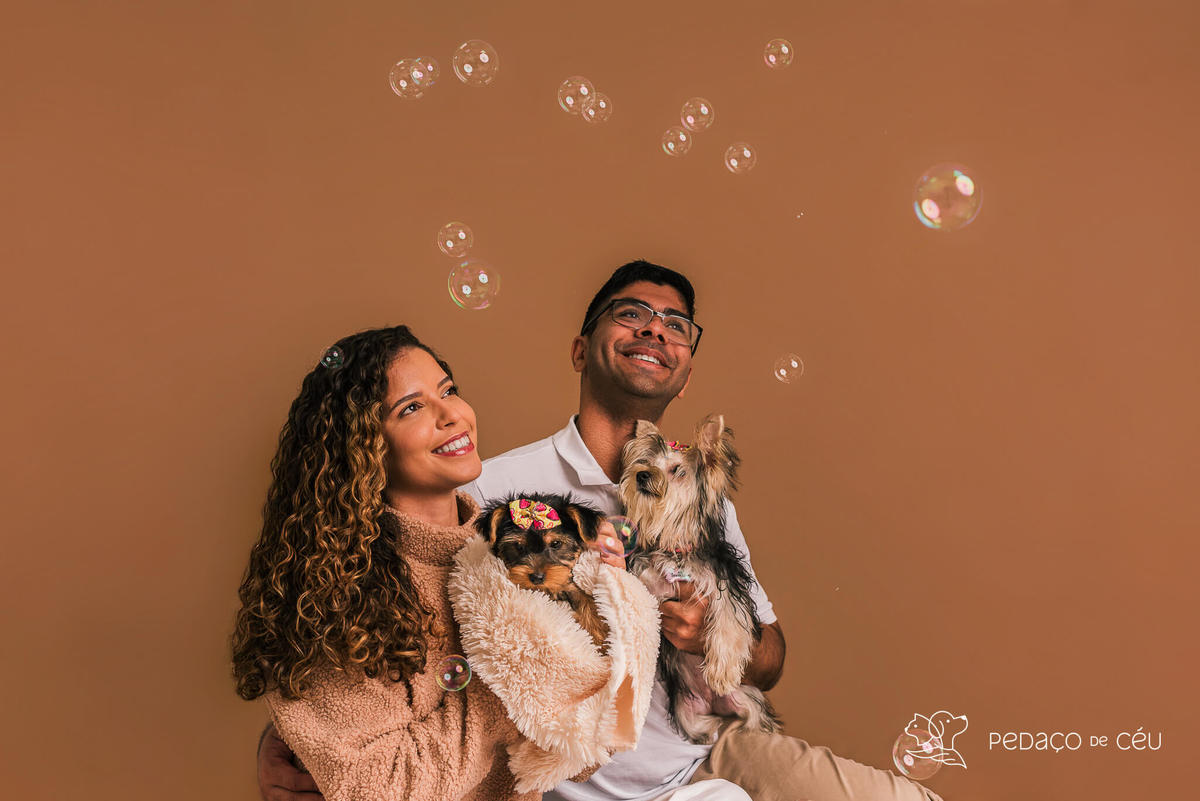 Foto de yorkshire filhote em ensaio fotográfico para pets no Rio de Janeiro