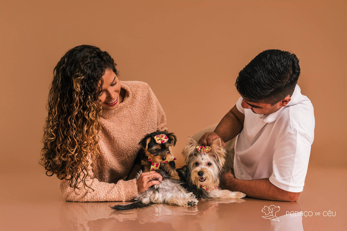 Foto de yorkshire filhote em ensaio fotográfico para pets no Rio de Janeiro