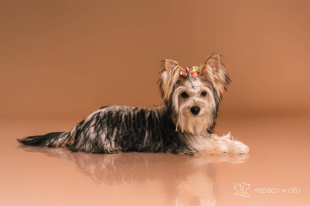 Foto de yorkshire filhote em ensaio fotográfico para pets no Rio de Janeiro