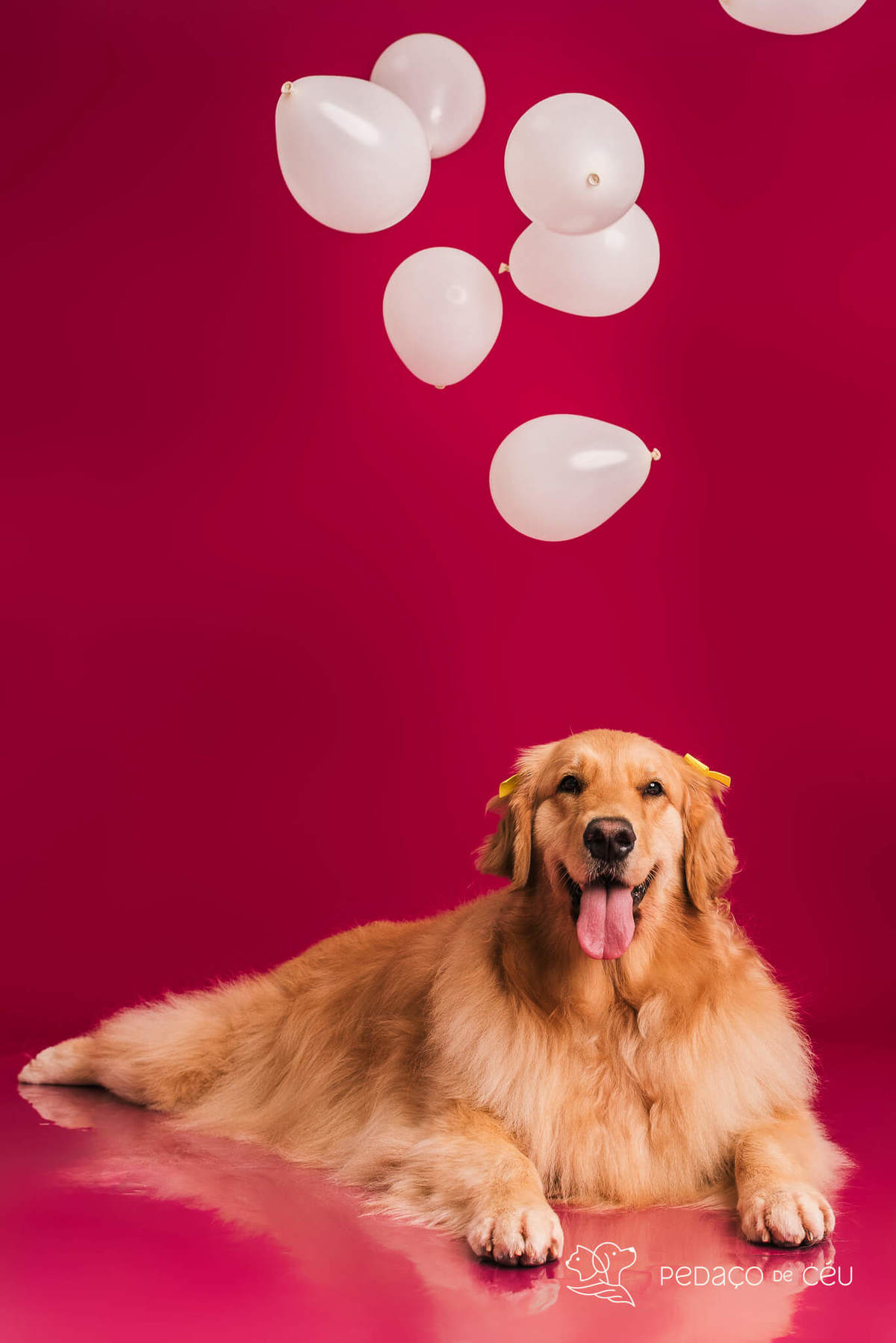 Golden retriever com seus tutores em ensaio fotográfico em família no Rio de Janeiro
