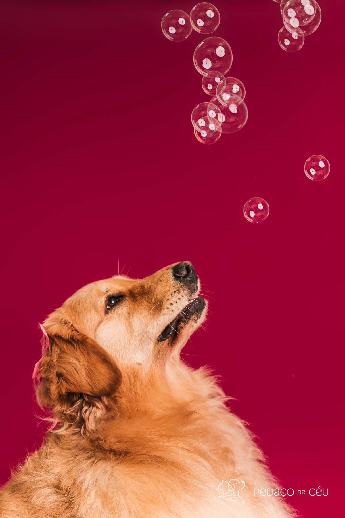 Golden retriever com seus tutores em ensaio fotográfico em família no Rio de Janeiro