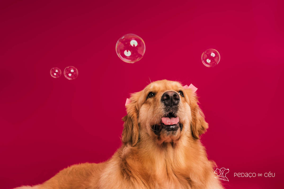 Golden retriever com seus tutores em ensaio fotográfico em família no Rio de Janeiro