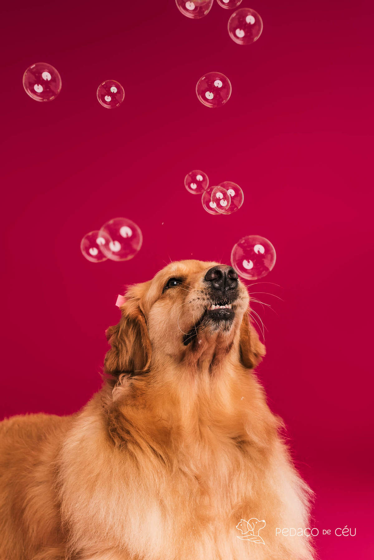 Golden retriever com seus tutores em ensaio fotográfico em família no Rio de Janeiro