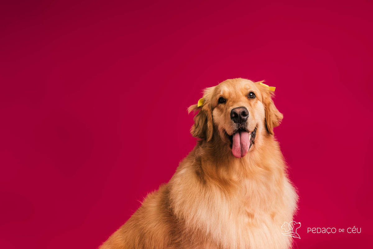 Golden retriever com seus tutores em ensaio fotográfico em família no Rio de Janeiro