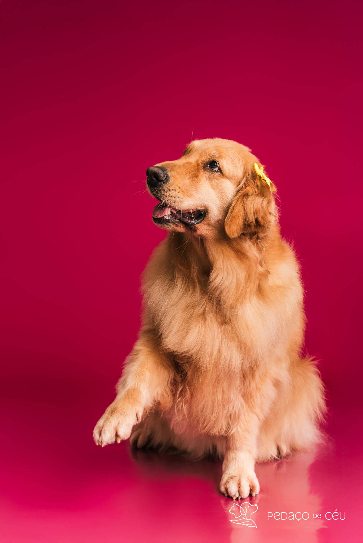 Golden retriever com seus tutores em ensaio fotográfico em família no Rio de Janeiro