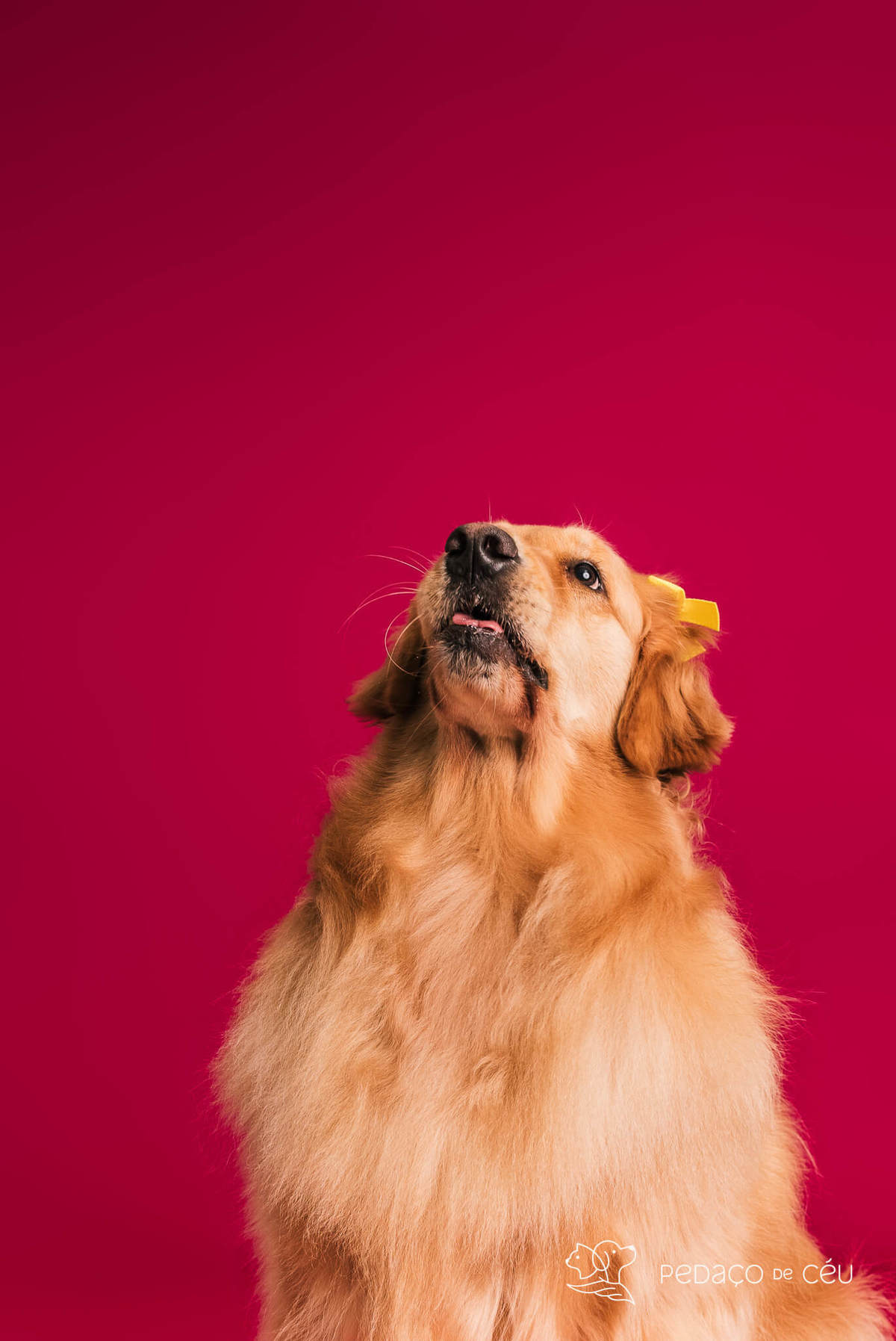 Golden retriever com seus tutores em ensaio fotográfico em família no Rio de Janeiro