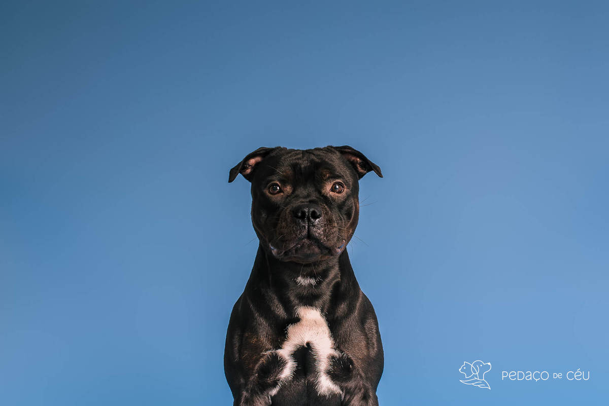 Staffordshire filhote posando em ensaio fotográfico profissional para pets no Rio de Janeiro
