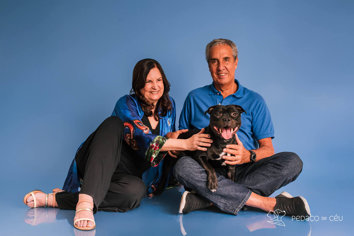 Staffordshire filhote posando em ensaio fotográfico profissional para pets no Rio de Janeiro