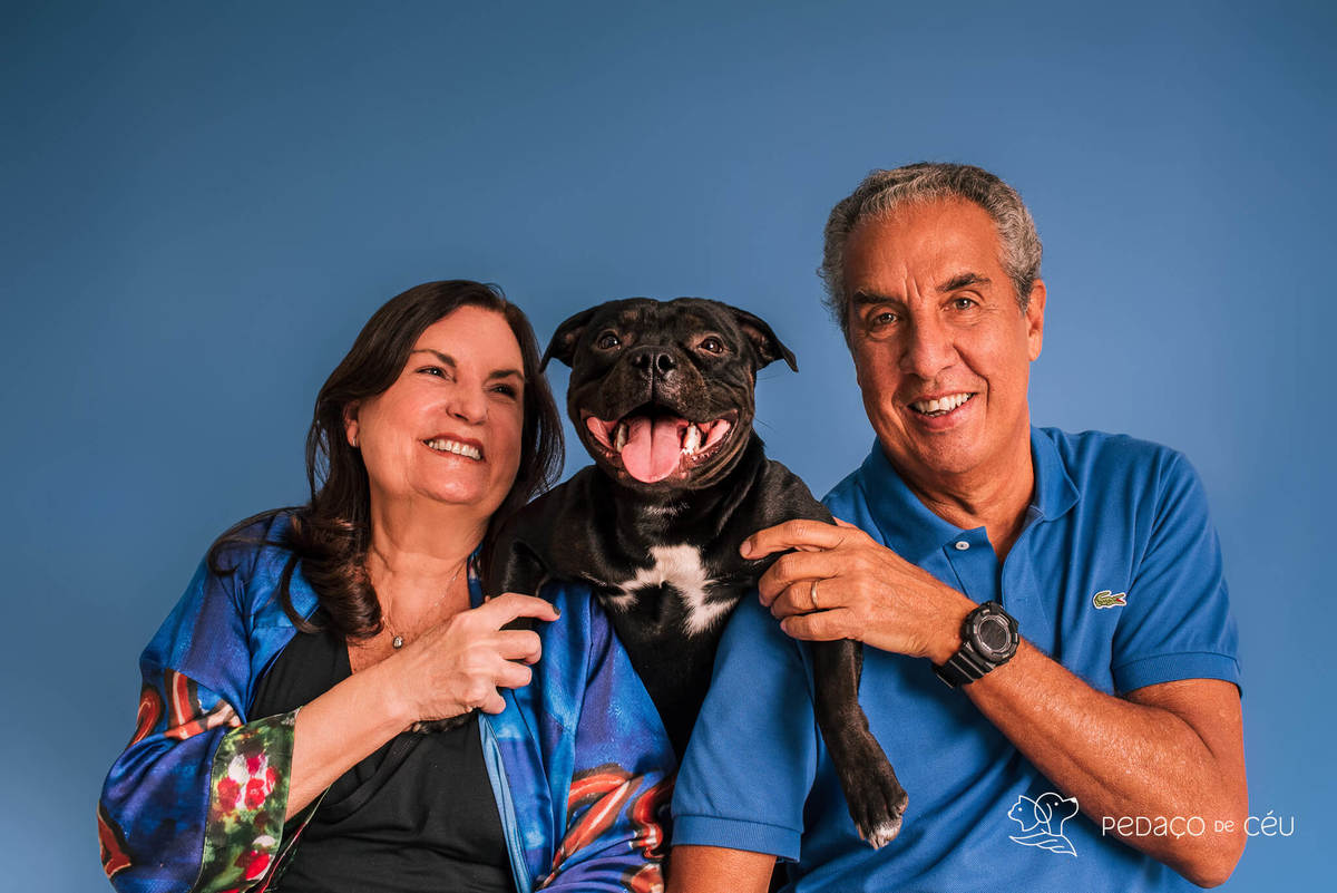 Staffordshire filhote posando em ensaio fotográfico profissional para pets no Rio de Janeiro