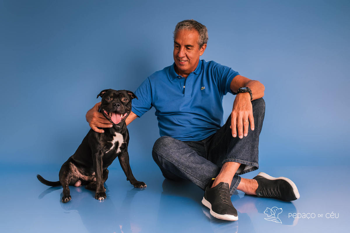 Staffordshire filhote posando em ensaio fotográfico profissional para pets no Rio de Janeiro