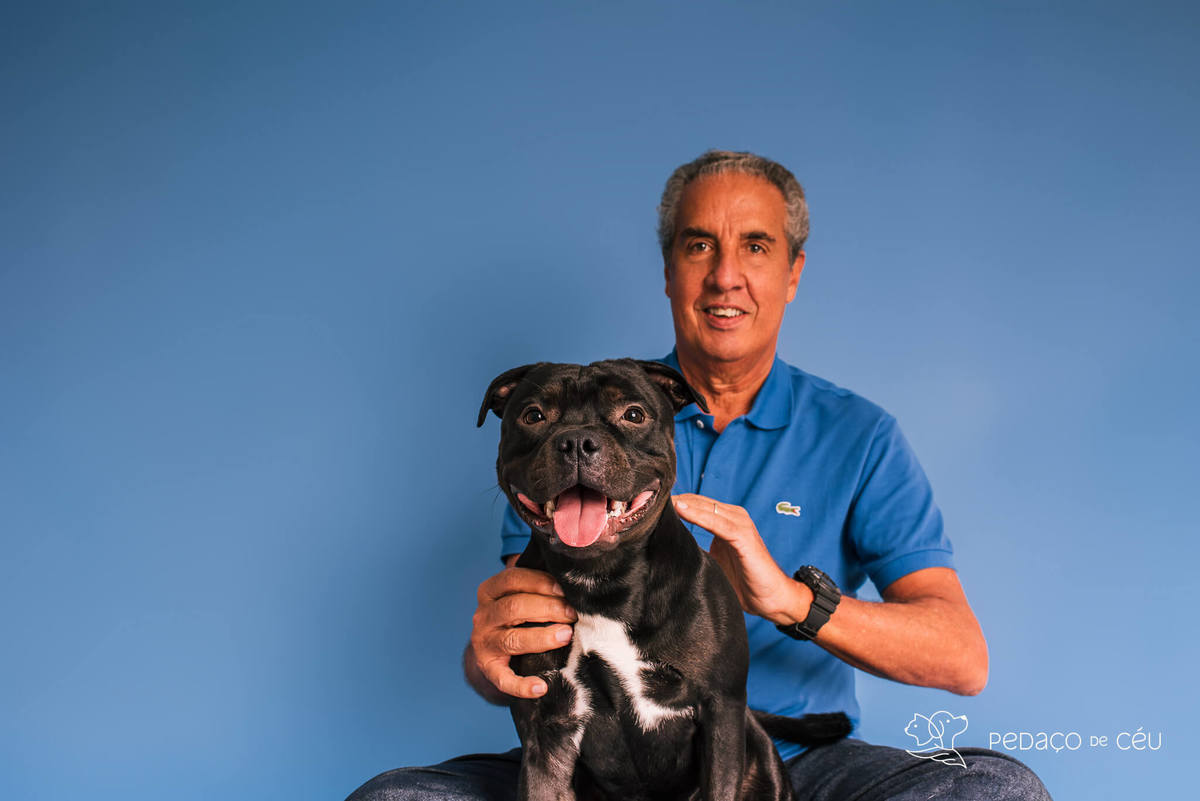 Staffordshire filhote posando em ensaio fotográfico profissional para pets no Rio de Janeiro