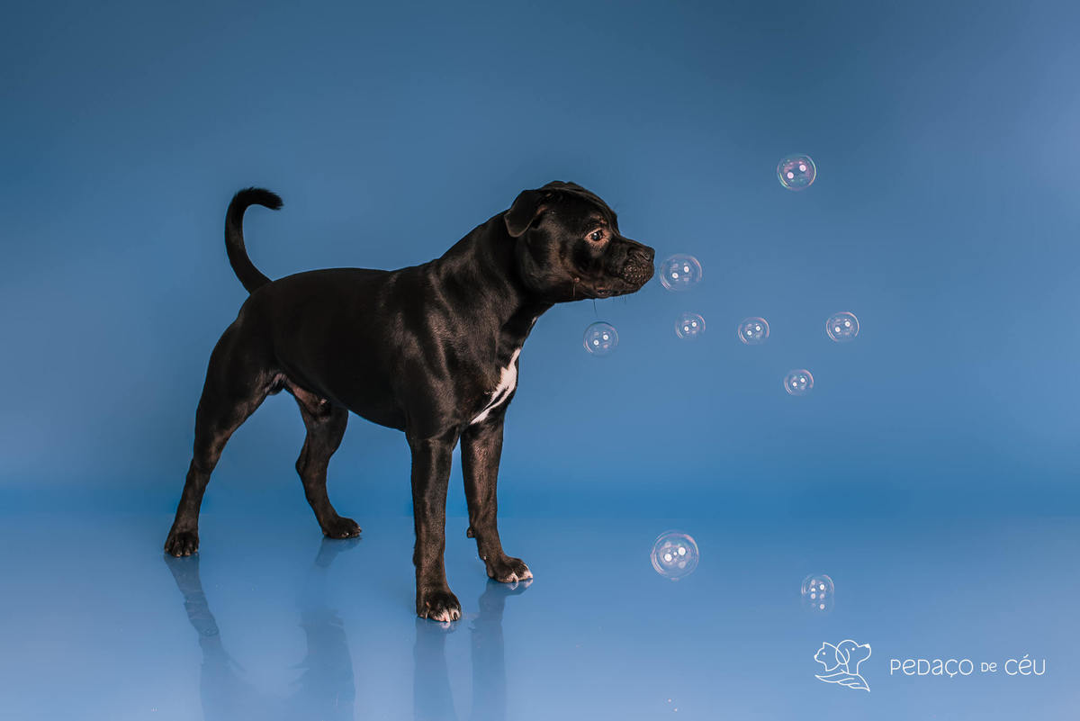 Staffordshire filhote posando em ensaio fotográfico profissional para pets no Rio de Janeiro