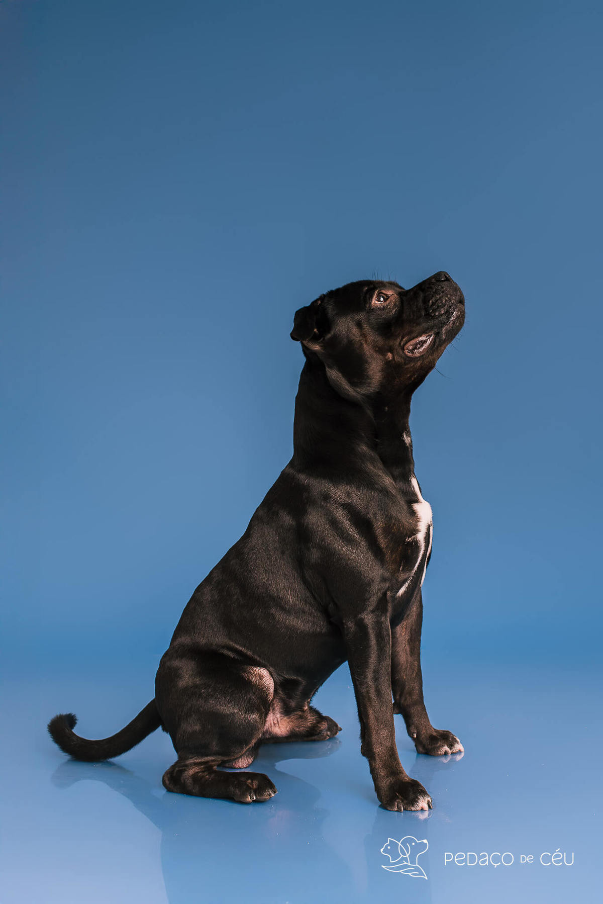 Staffordshire filhote posando em ensaio fotográfico profissional para pets no Rio de Janeiro
