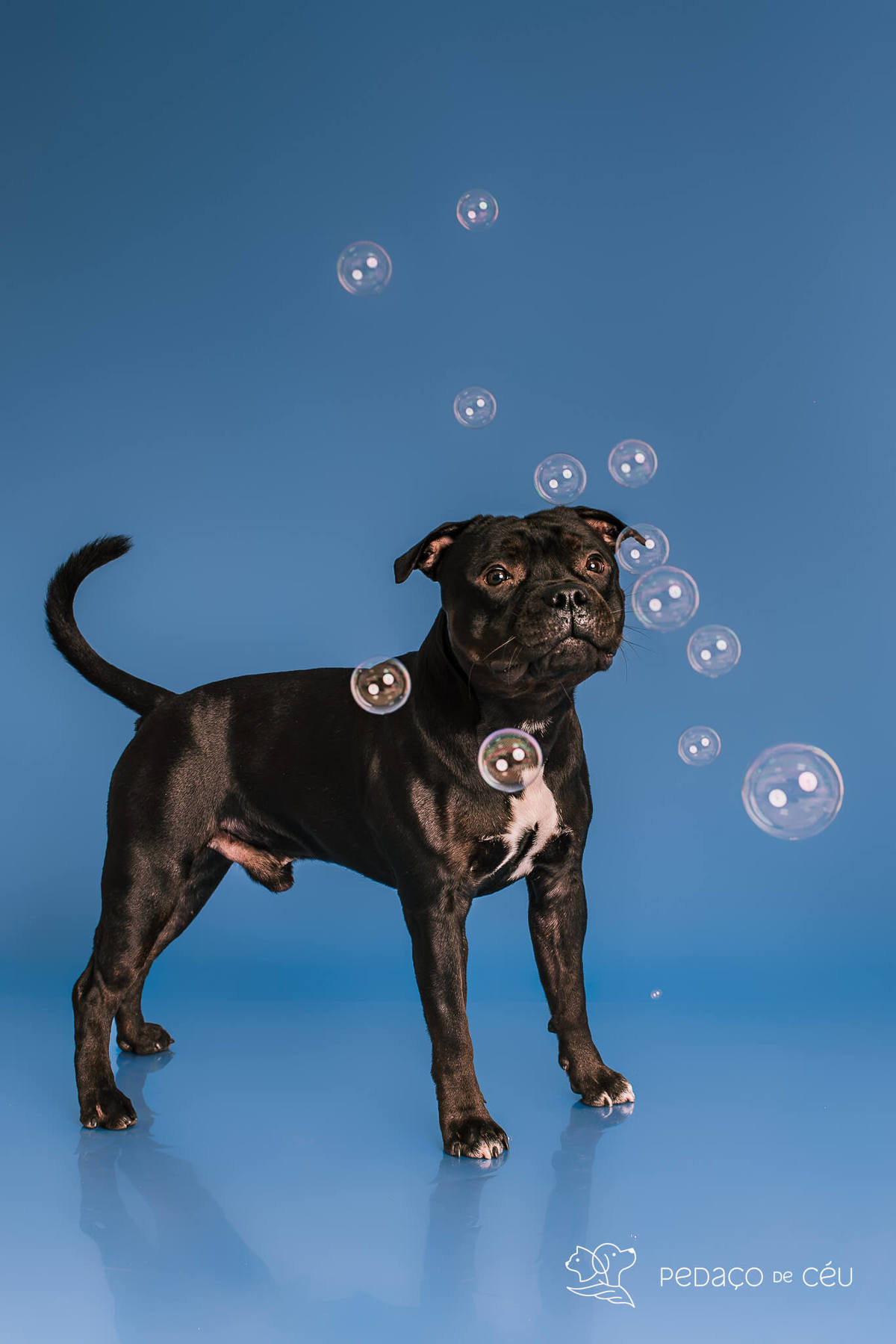 Staffordshire filhote posando em ensaio fotográfico profissional para pets no Rio de Janeiro