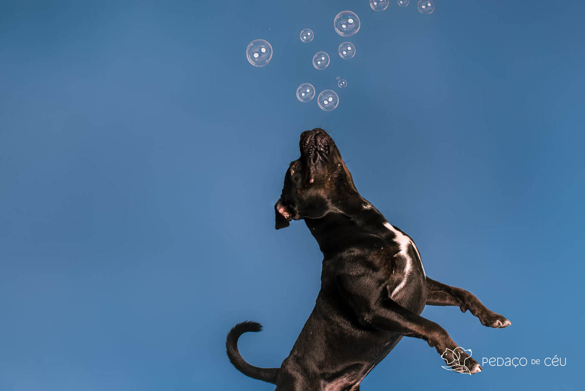Staffordshire filhote posando em ensaio fotográfico profissional para pets no Rio de Janeiro