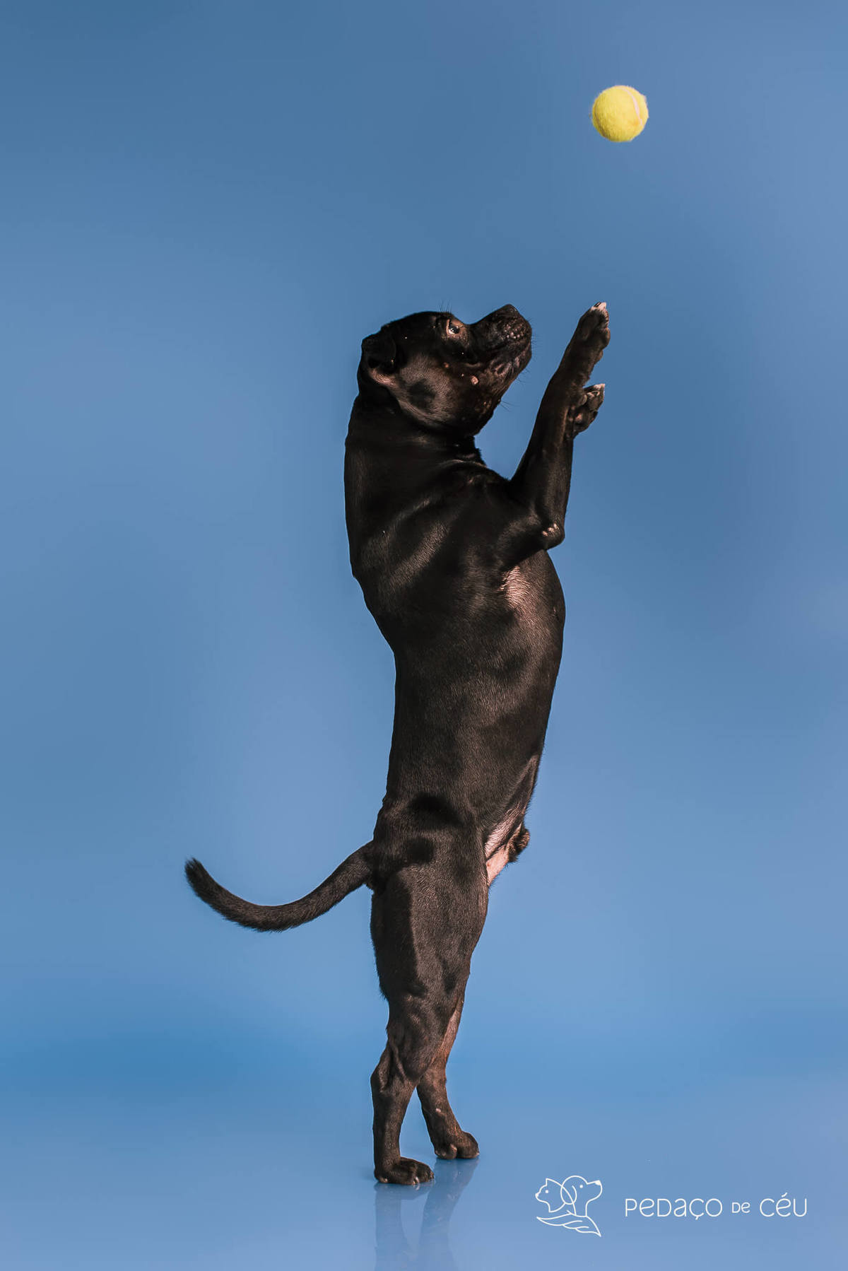 Staffordshire filhote posando em ensaio fotográfico profissional para pets no Rio de Janeiro