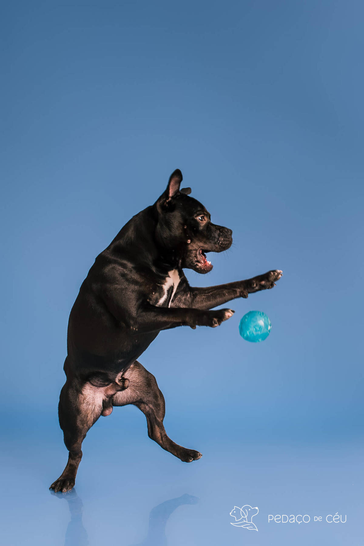 Staffordshire filhote posando em ensaio fotográfico profissional para pets no Rio de Janeiro