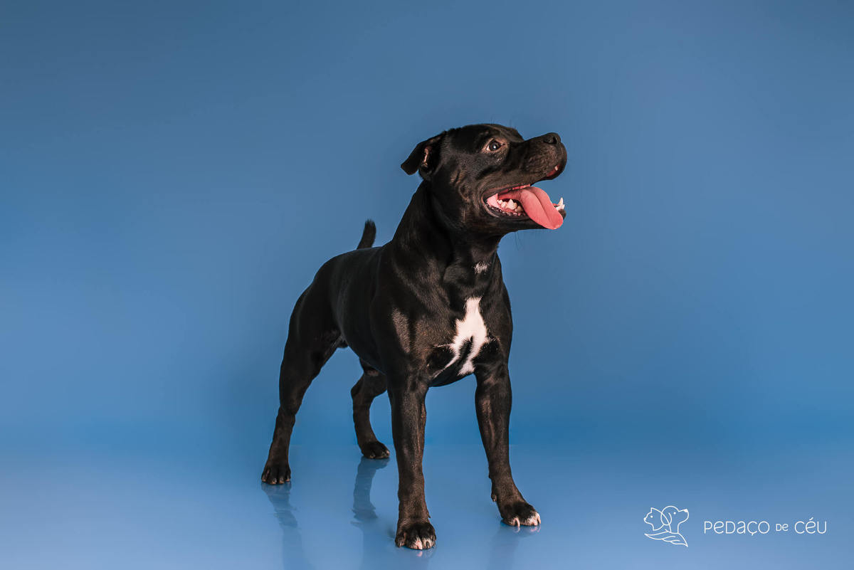Staffordshire filhote posando em ensaio fotográfico profissional para pets no Rio de Janeiro