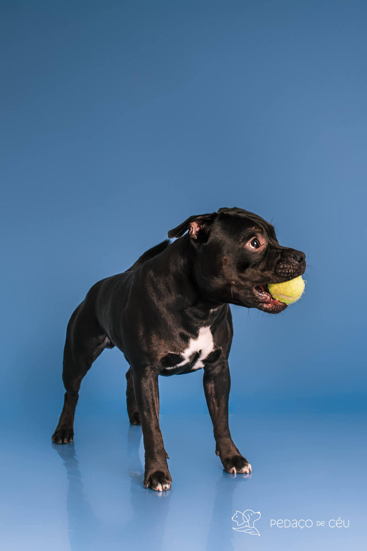 Staffordshire filhote posando em ensaio fotográfico profissional para pets no Rio de Janeiro