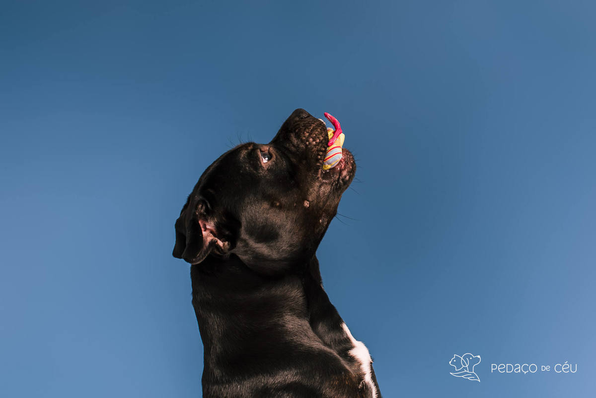 Staffordshire filhote posando em ensaio fotográfico profissional para pets no Rio de Janeiro