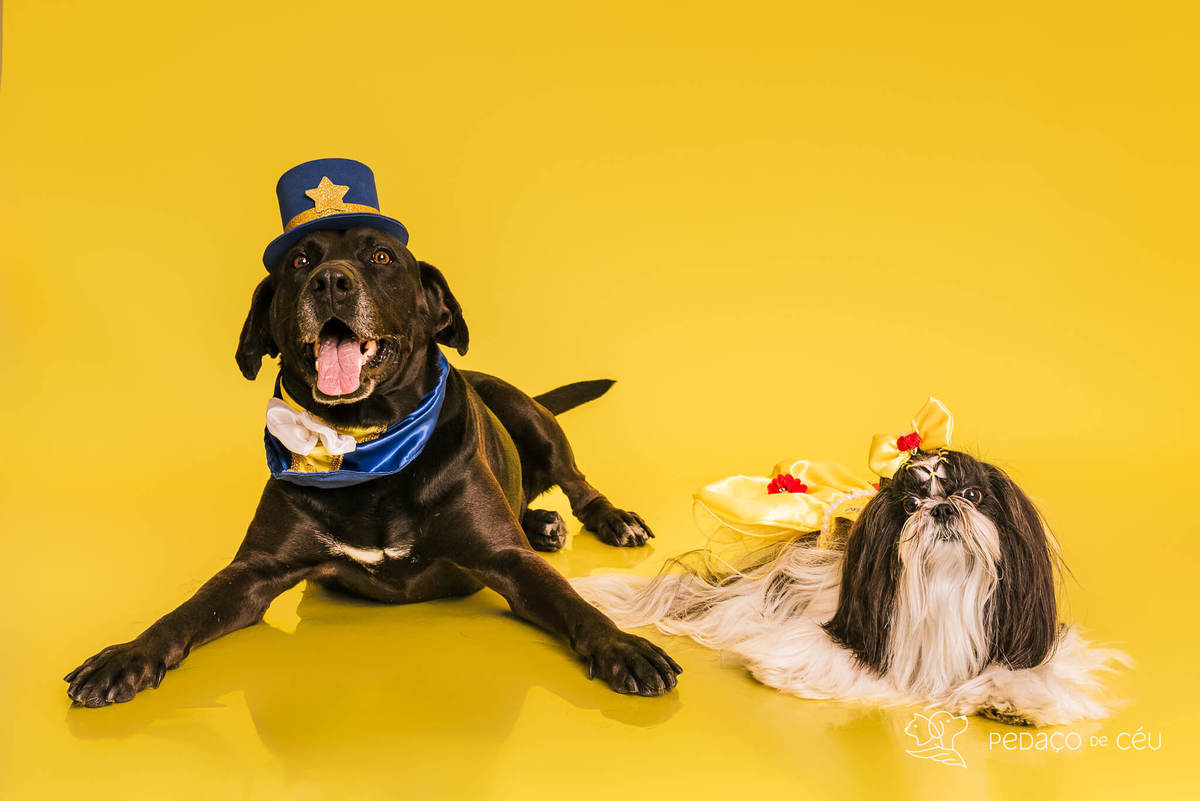 Ensaio pet de aniversário de adoção com labrador e shih tzu fantasiados de A Bela e a Fera no RJ