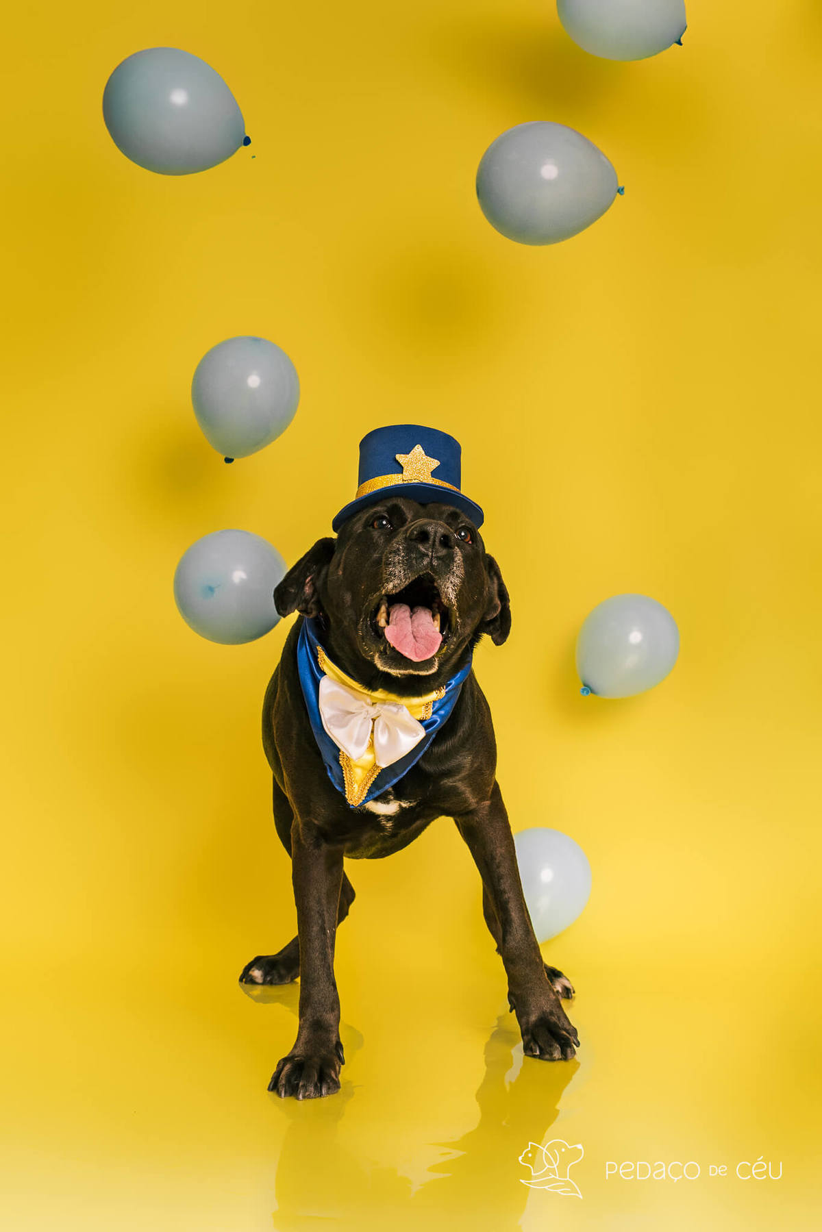 Ensaio pet de aniversário de adoção com labrador e shih tzu fantasiados de A Bela e a Fera no RJ