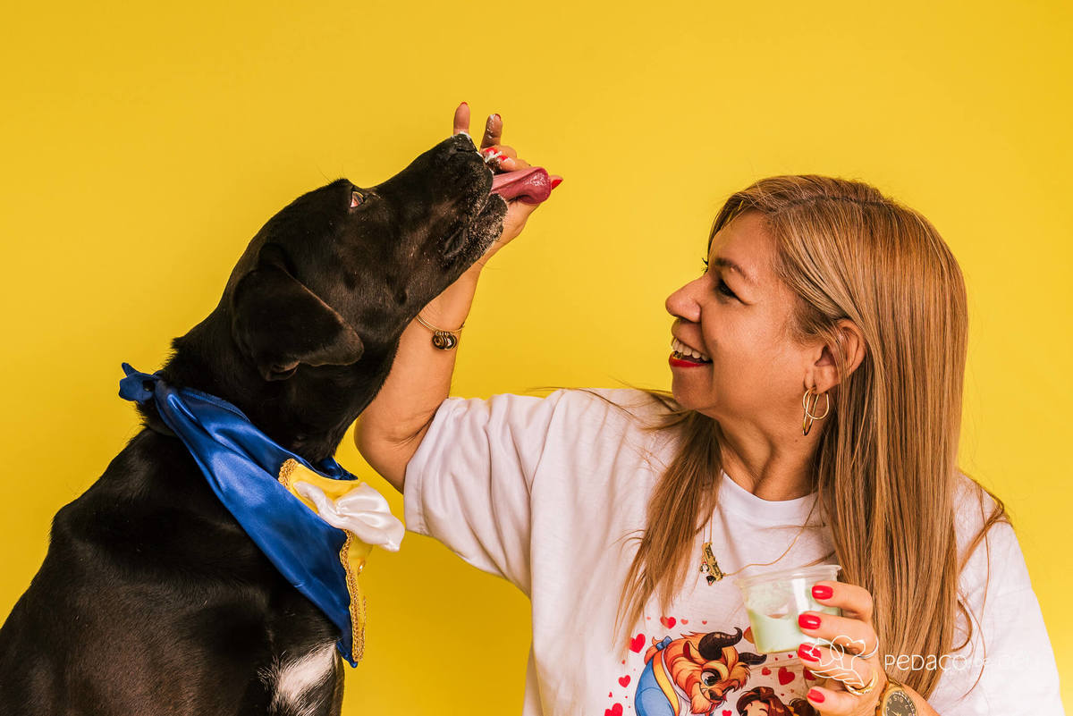 Ensaio pet de aniversário de adoção com labrador e shih tzu fantasiados de A Bela e a Fera no RJ