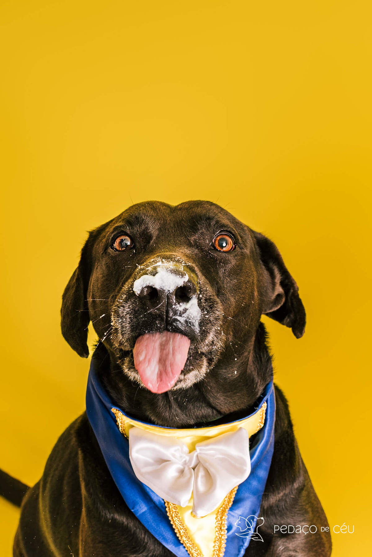 foto de aniversario de cachorro com bolo especial