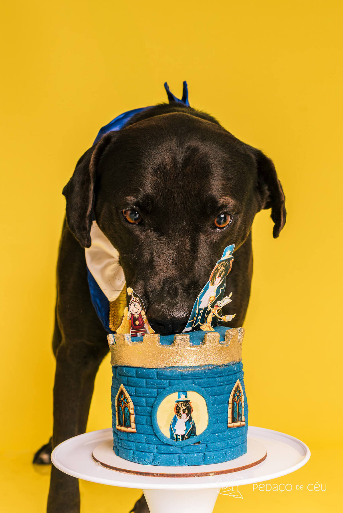 Ensaio pet de aniversário de adoção com labrador e shih tzu fantasiados de A Bela e a Fera no RJ