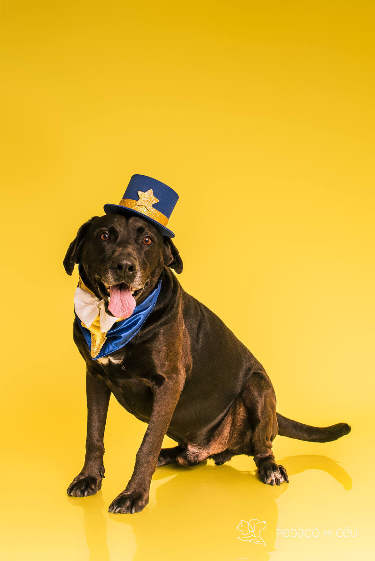 Ensaio pet de aniversário de adoção com labrador e shih tzu fantasiados de A Bela e a Fera no RJ